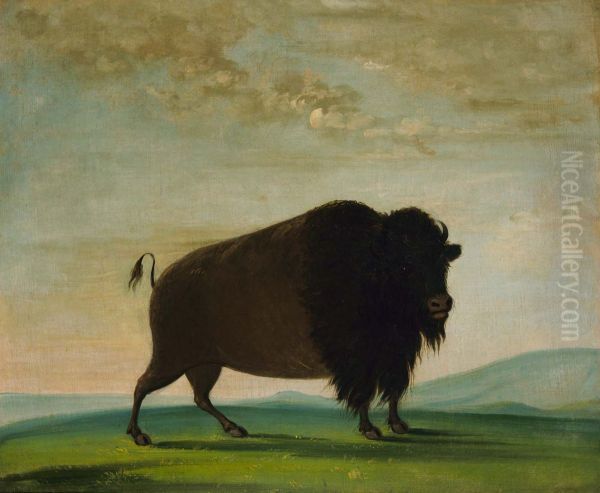 Buffalo Cow, Grazing on the Prairie Oil Painting by George Catlin