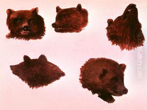 Portraits of Two Grizzly Bears, From Life
