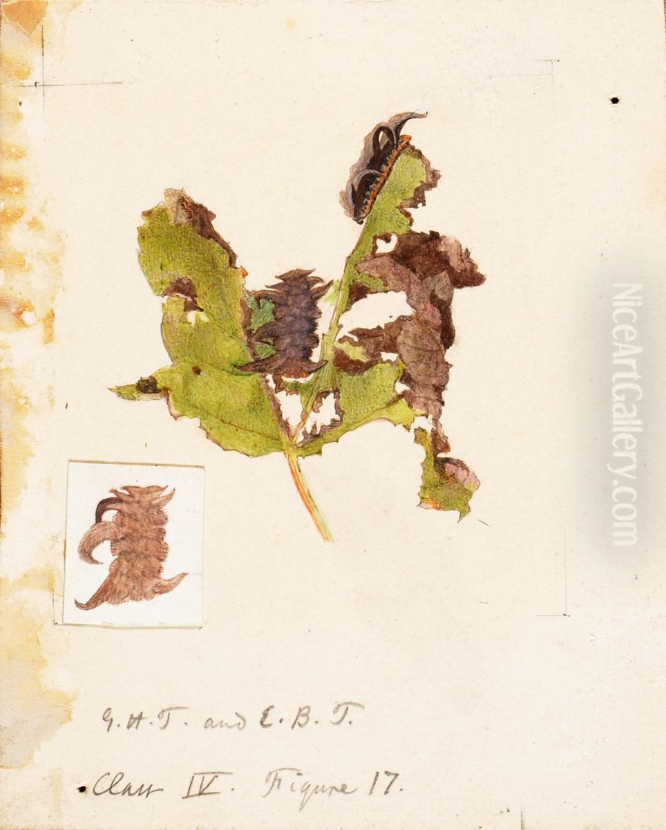 Crumpled Leaf Caterpillar, study for book Concealing Coloration in the Animal Kingdom Oil Painting by Emma Beach Thayer