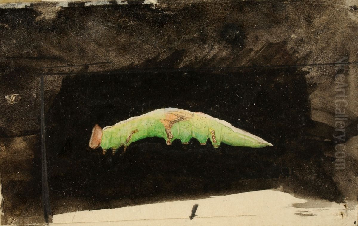 Larger Spotted Beach Leaf Edge Caterpillar, study for book Concealing Coloration in the Animal Kingdom Oil Painting by Emma Beach Thayer
