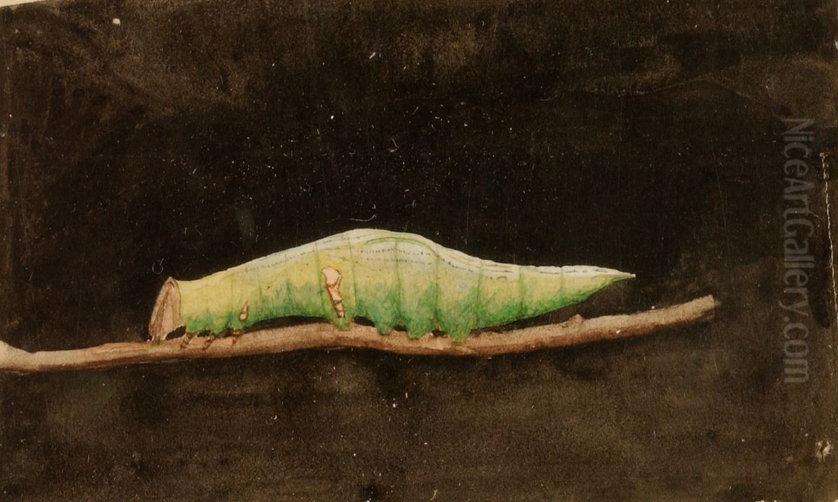 Larger Spotted Beach Leaf Edge Caterpillar, study for book Concealing Coloration in the Animal Kingdom Oil Painting by Emma Beach Thayer