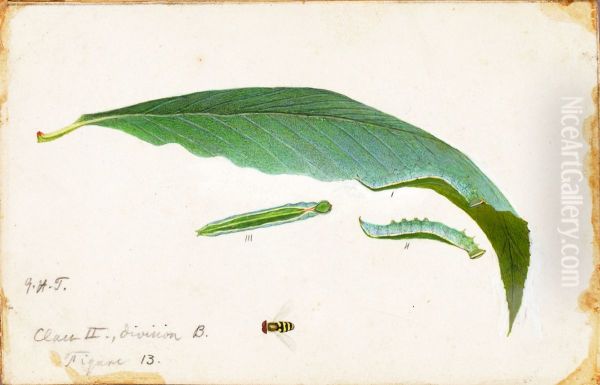 Unspotted Beach Leaf Edge Caterpillar, study for book Concealing Coloration in the Animal Kingdom Oil Painting by Gerald H. Thayer