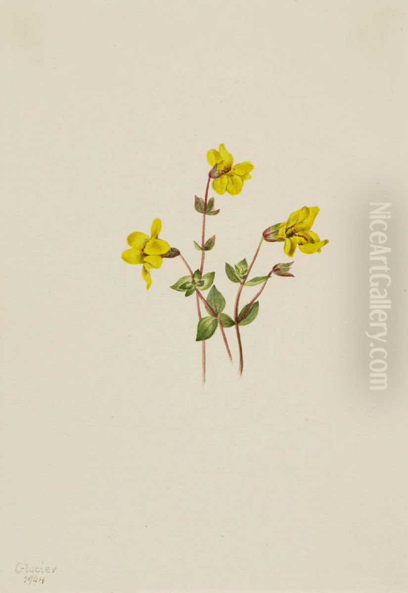Alpine Monkey Flower (Mimulus caespitosus) Oil Painting by Mary Vaux Walcott