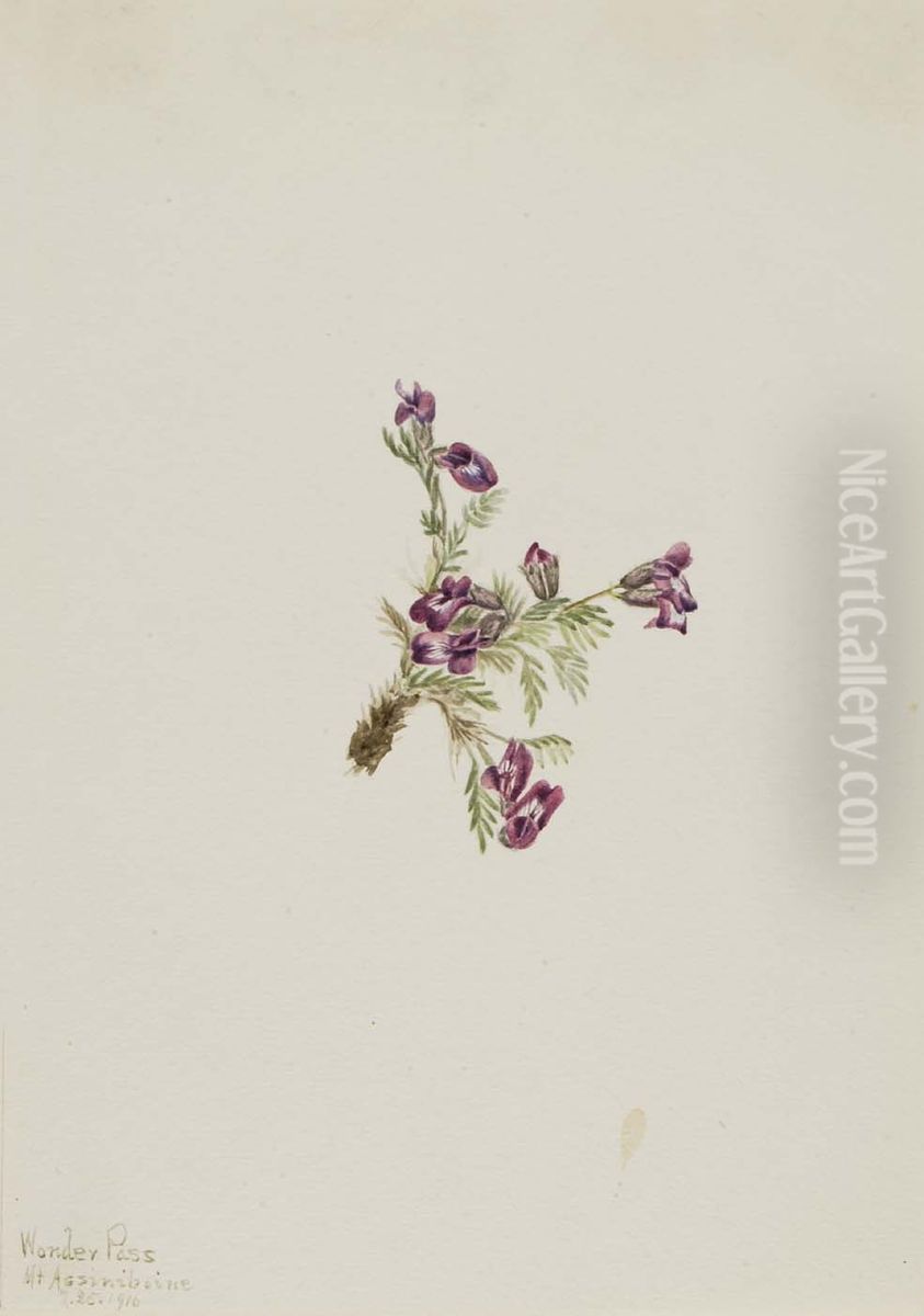 Alpine Pointvetch (Oxytropis podocarpa) Oil Painting by Mary Vaux Walcott
