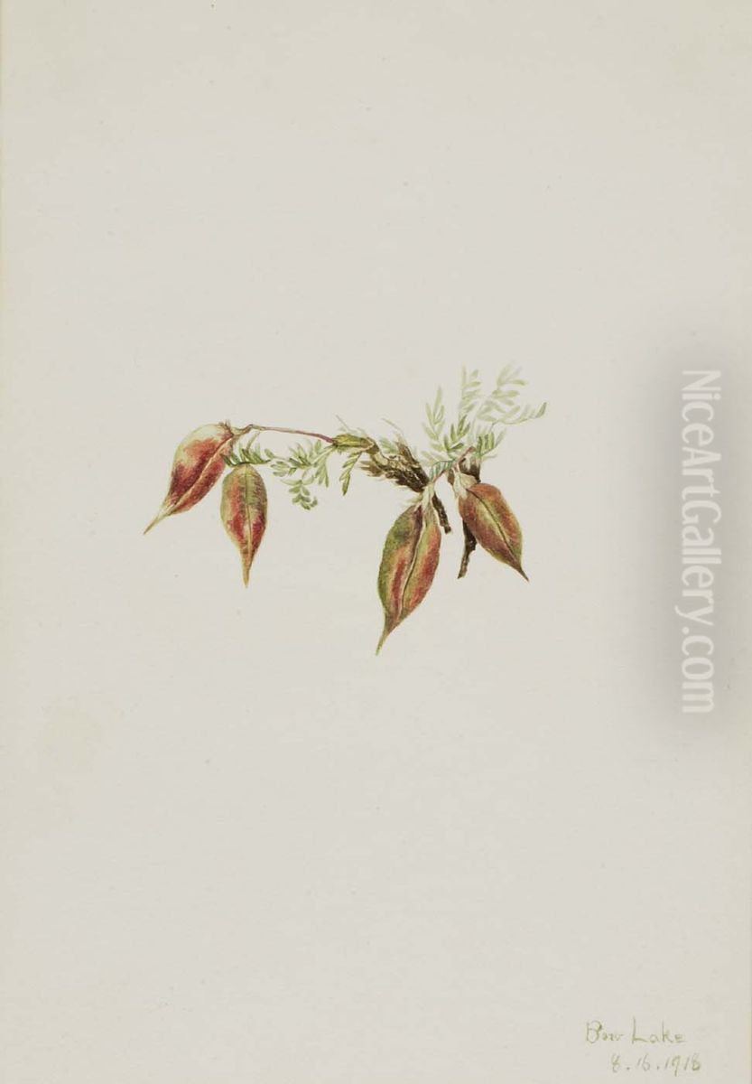 Alpine Pointvetch (Oxytropis podocarpa) Oil Painting by Mary Vaux Walcott