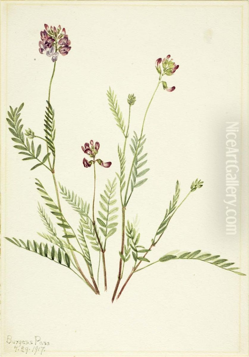 Alpine Vetch (Astragalus bourgovii) Oil Painting by Mary Vaux Walcott