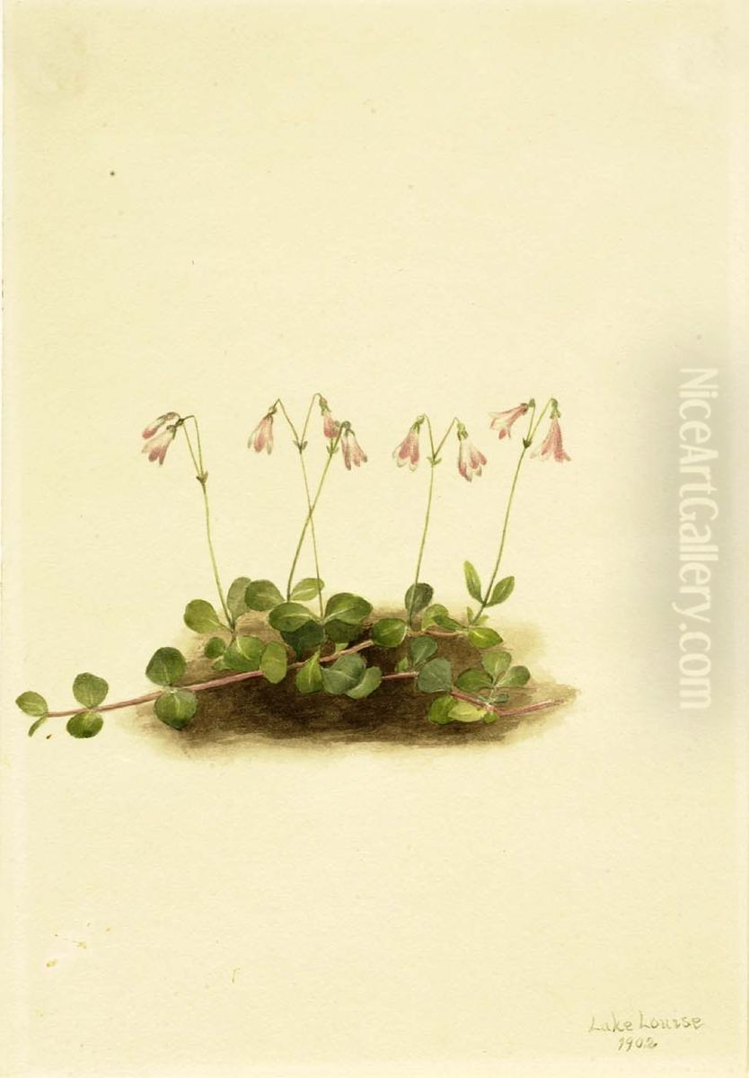 American Twinflower (Linnaea borealis americana) Oil Painting by Mary Vaux Walcott