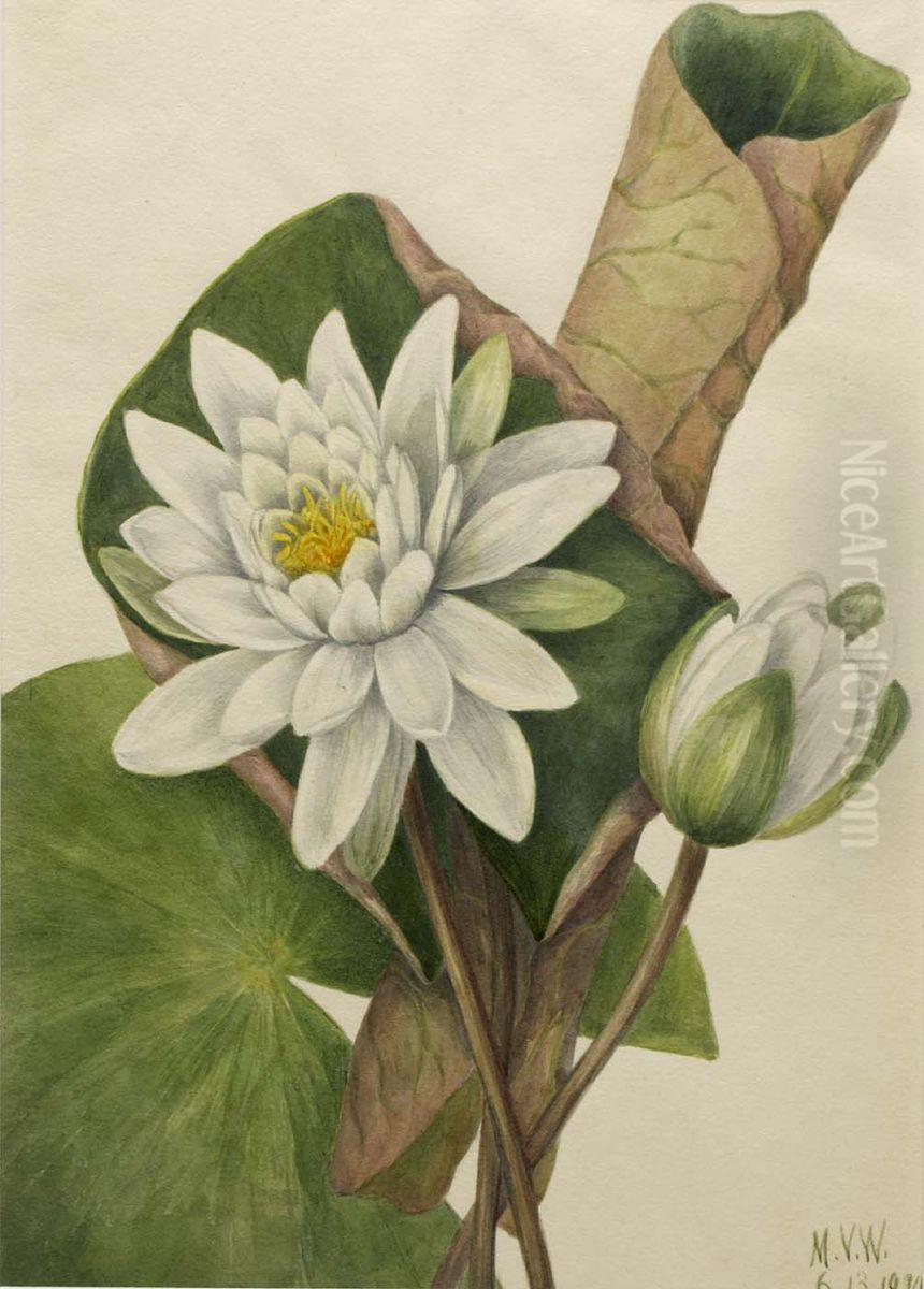 American Waterlily (Castalia odorata) Oil Painting by Mary Vaux Walcott
