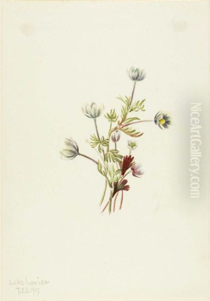 Anemone (Anemone drummondii) Oil Painting by Mary Vaux Walcott