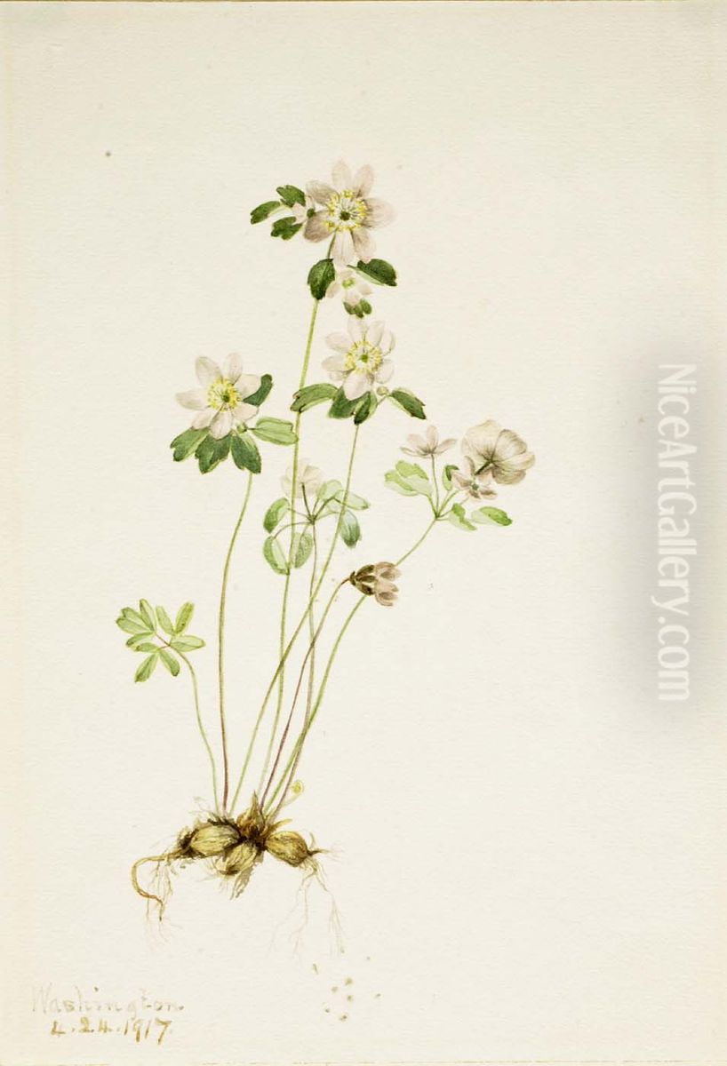 Anemonella (Syndesmon thalictroides) Oil Painting by Mary Vaux Walcott Anemonella (Syndesmon thalictroides) Oil Painting by Mary Vaux Walcott