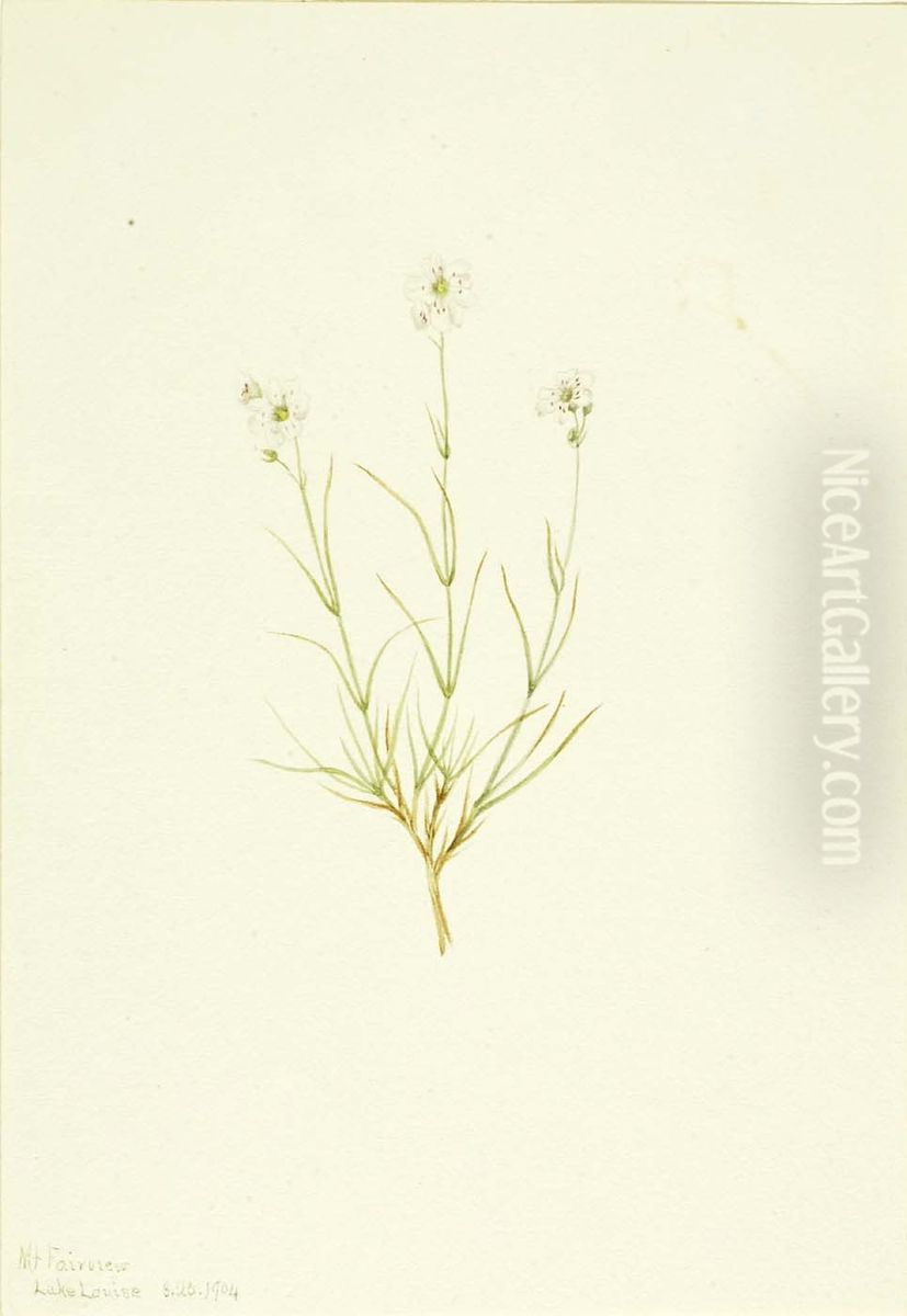 Arenaria formosa Oil Painting by Mary Vaux Walcott