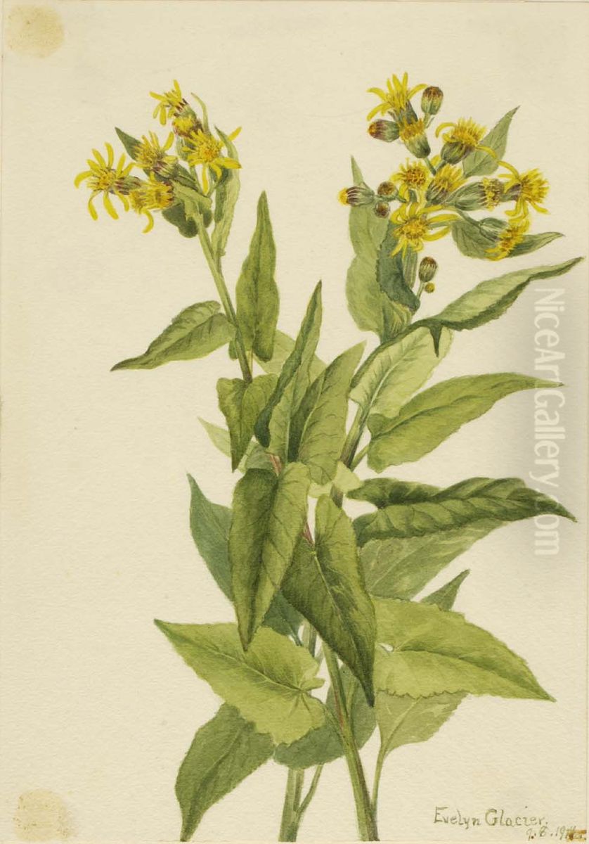 Arrowleaf Groundsel (Senecia triangularis) Oil Painting by Mary Vaux Walcott