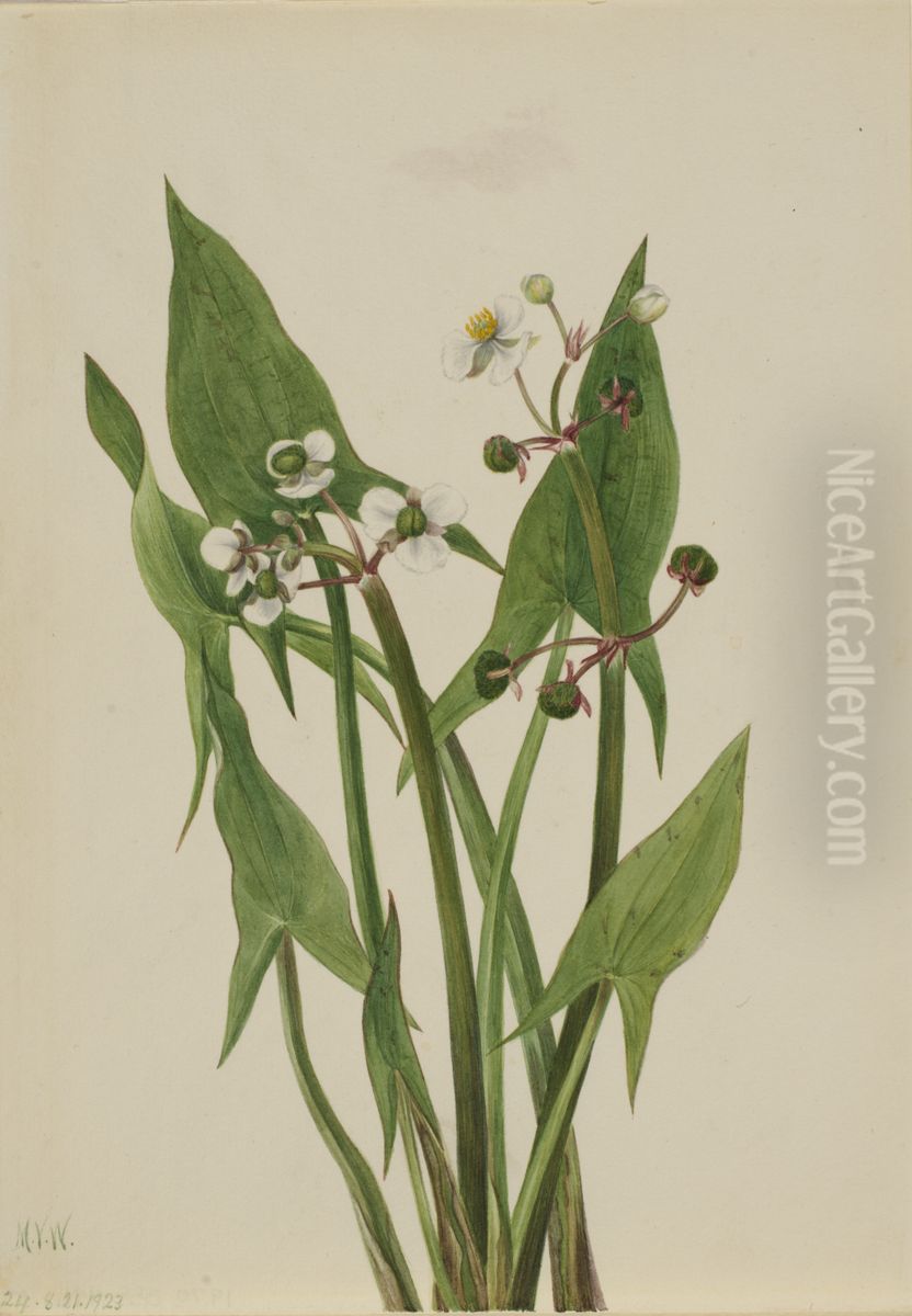 Arum Arrowhead (Sagittaria cuneata) Oil Painting by Mary Vaux Walcott