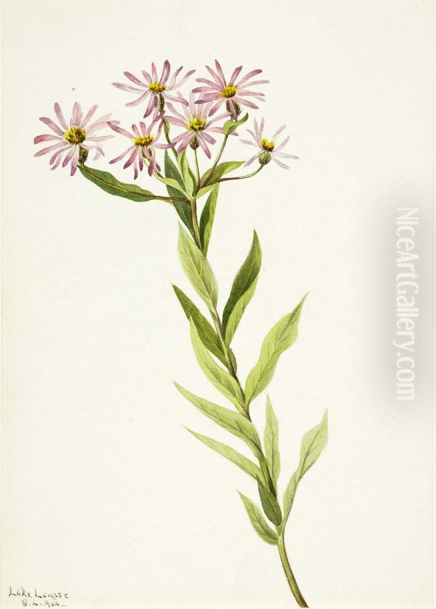 Aster Engelmann Oil Painting by Mary Vaux Walcott