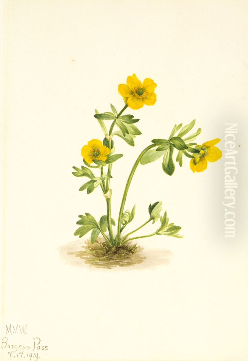 Avalanche Buttercup (Ranunculus suksdorfii) Oil Painting by Mary Vaux Walcott