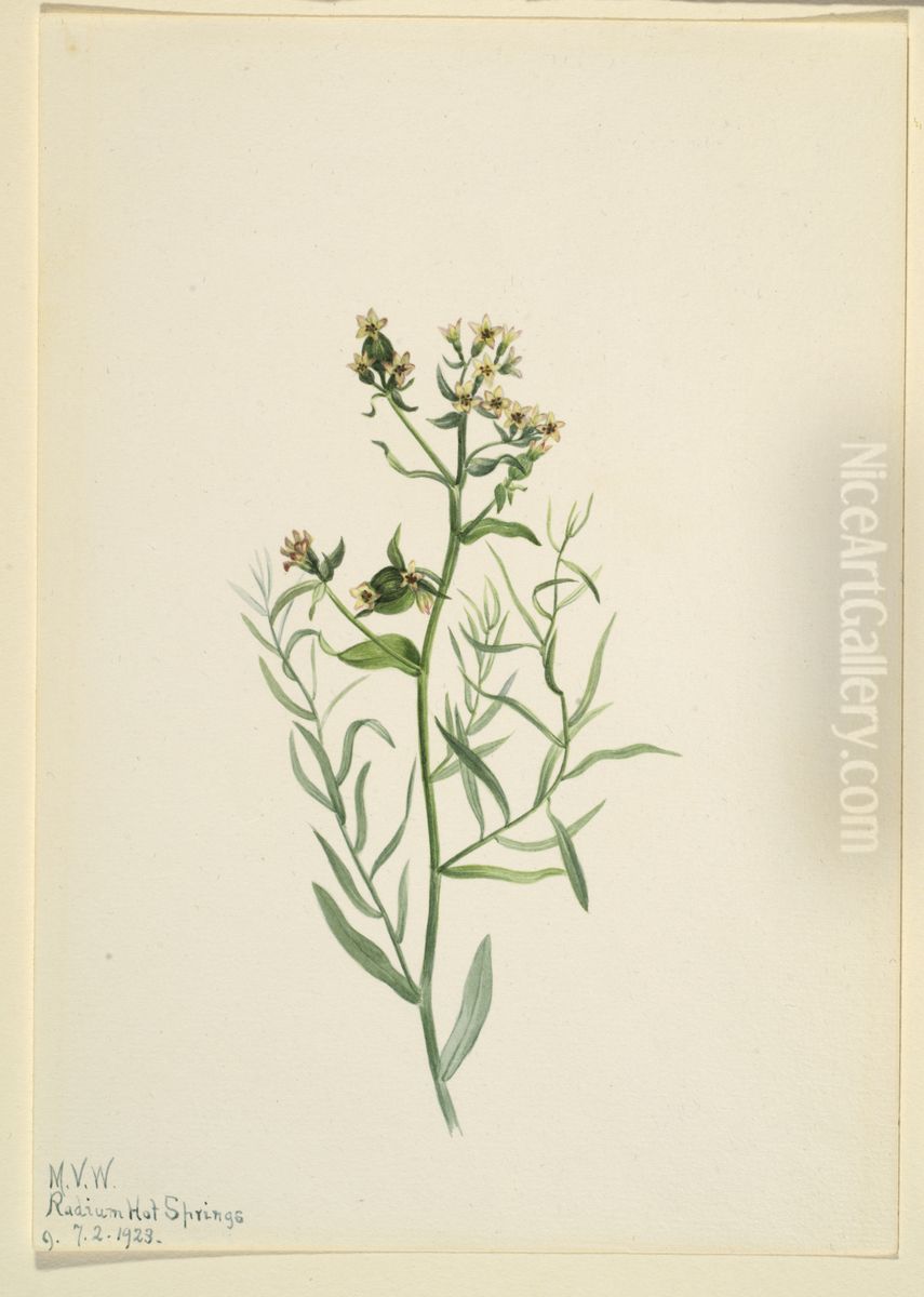 Bastard Toadflax (Comandra pallida) Oil Painting by Mary Vaux Walcott