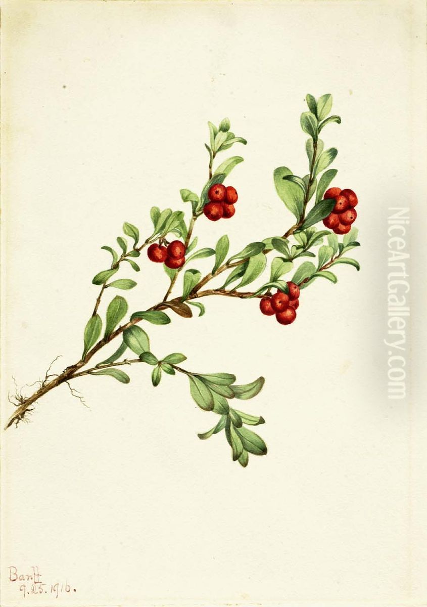 Bearberry (Arctostaphylos uva-ursi) Oil Painting by Mary Vaux Walcott