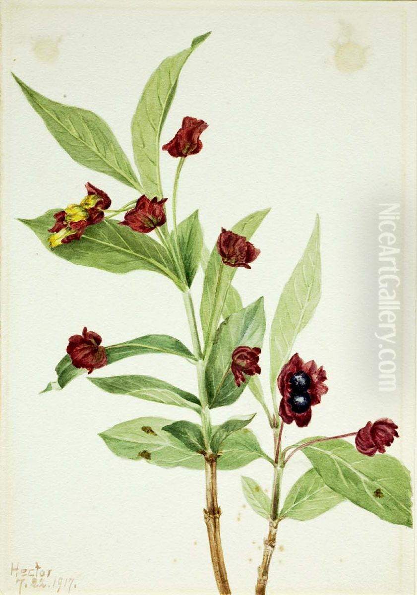 Bearberry Honeysuckle (Lonicera involucrata) Oil Painting by Mary Vaux Walcott Bearberry Honeysuckle (Lonicera involucrata) Oil Painting by Mary Vaux Walcott