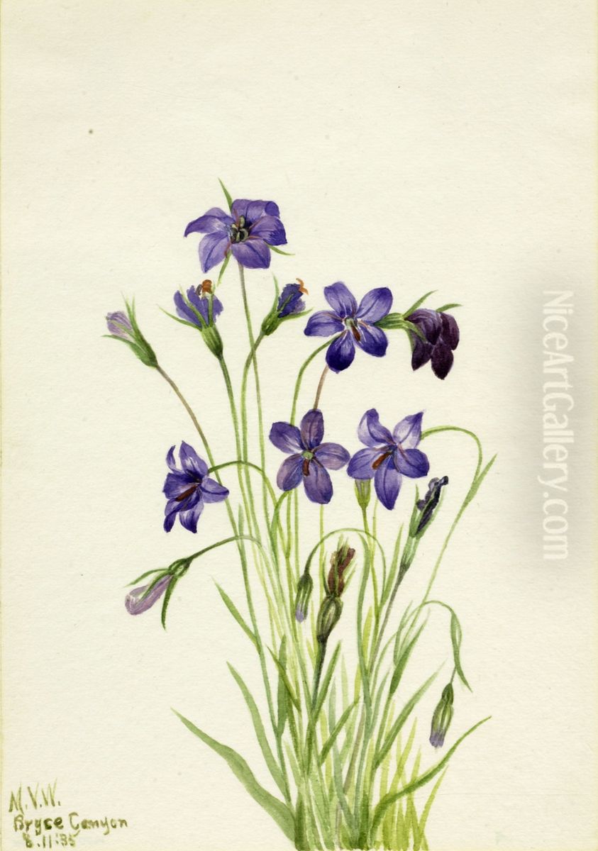 Bellflower (Campanula) Oil Painting by Mary Vaux Walcott Bellflower (Campanula) Oil Painting by Mary Vaux Walcott