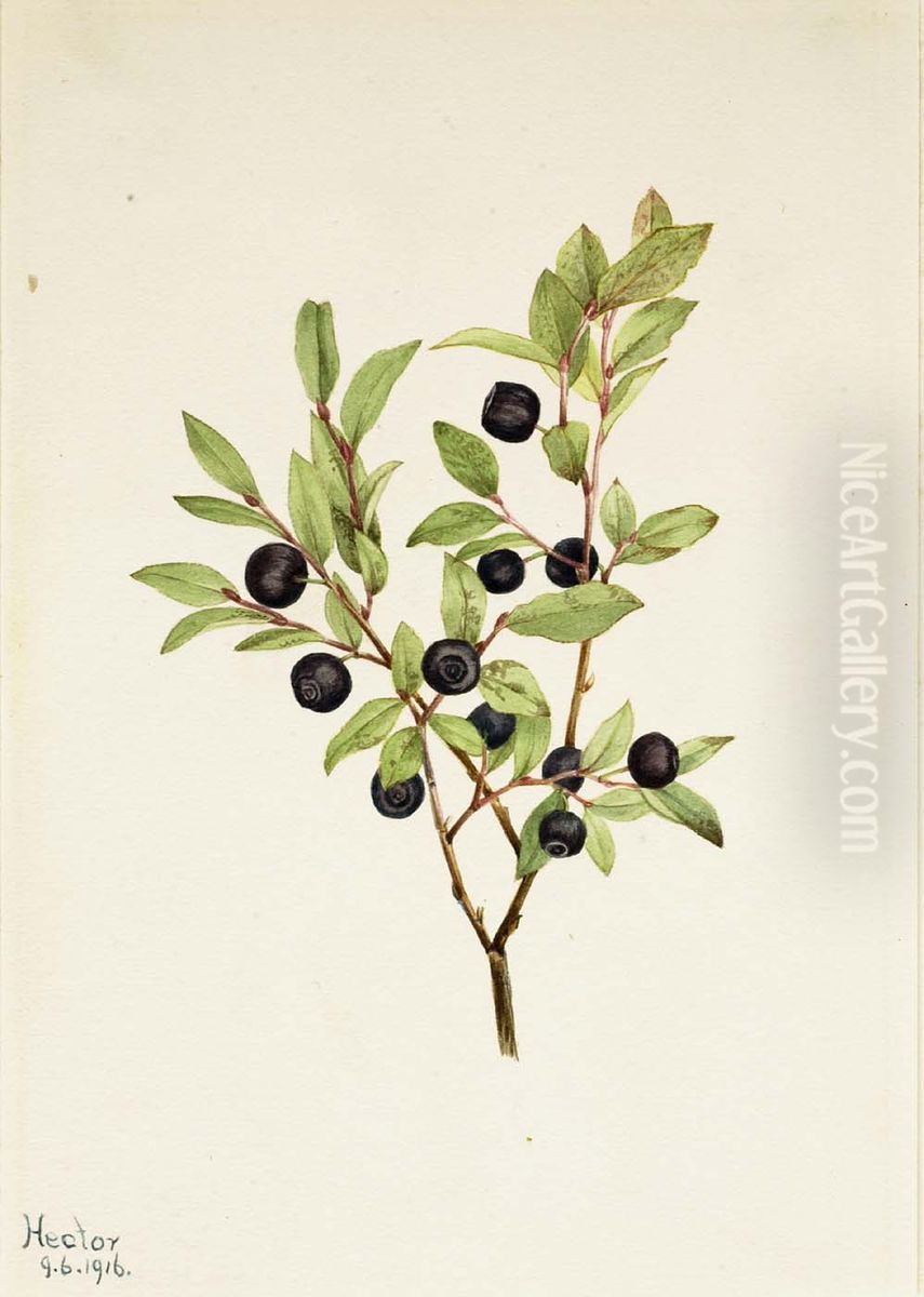 Big Whortleberry (Vaccinium membranaceum) Oil Painting by Mary Vaux Walcott