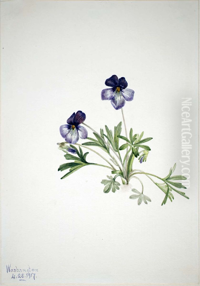 Birdsfoot Violet (Viola pedata) Oil Painting by Mary Vaux Walcott