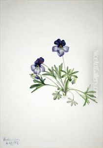 Birdsfoot Violet (Viola pedata)
