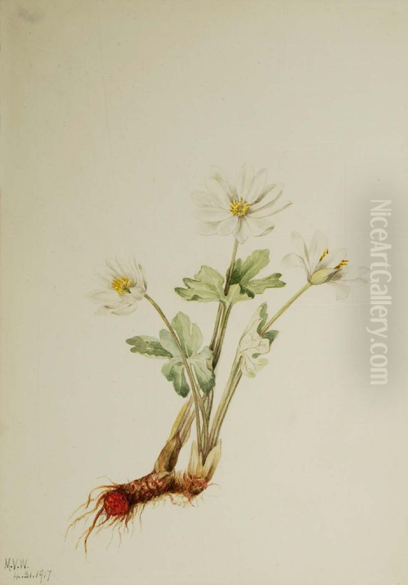 Bloodroot (Sanguinaria canadensis) Oil Painting by Mary Vaux Walcott