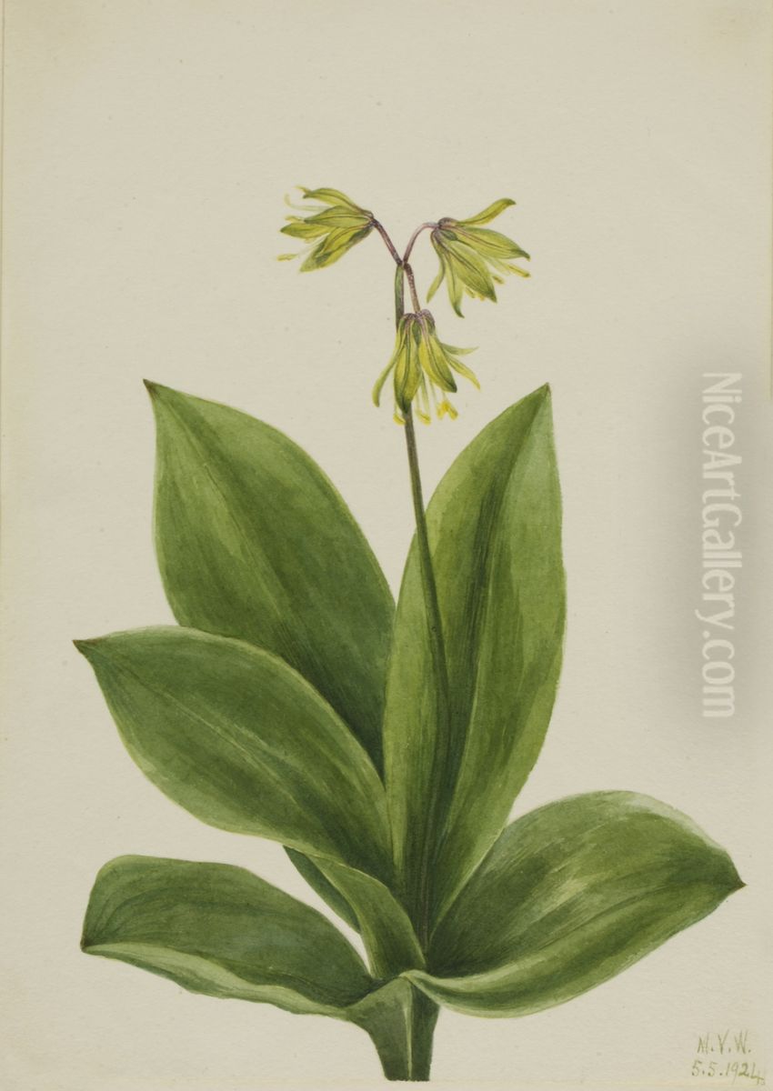 Blue Bead (Clintonia borealis) Oil Painting by Mary Vaux Walcott