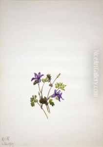 Blue Columbine (Aquilegia saximontana)