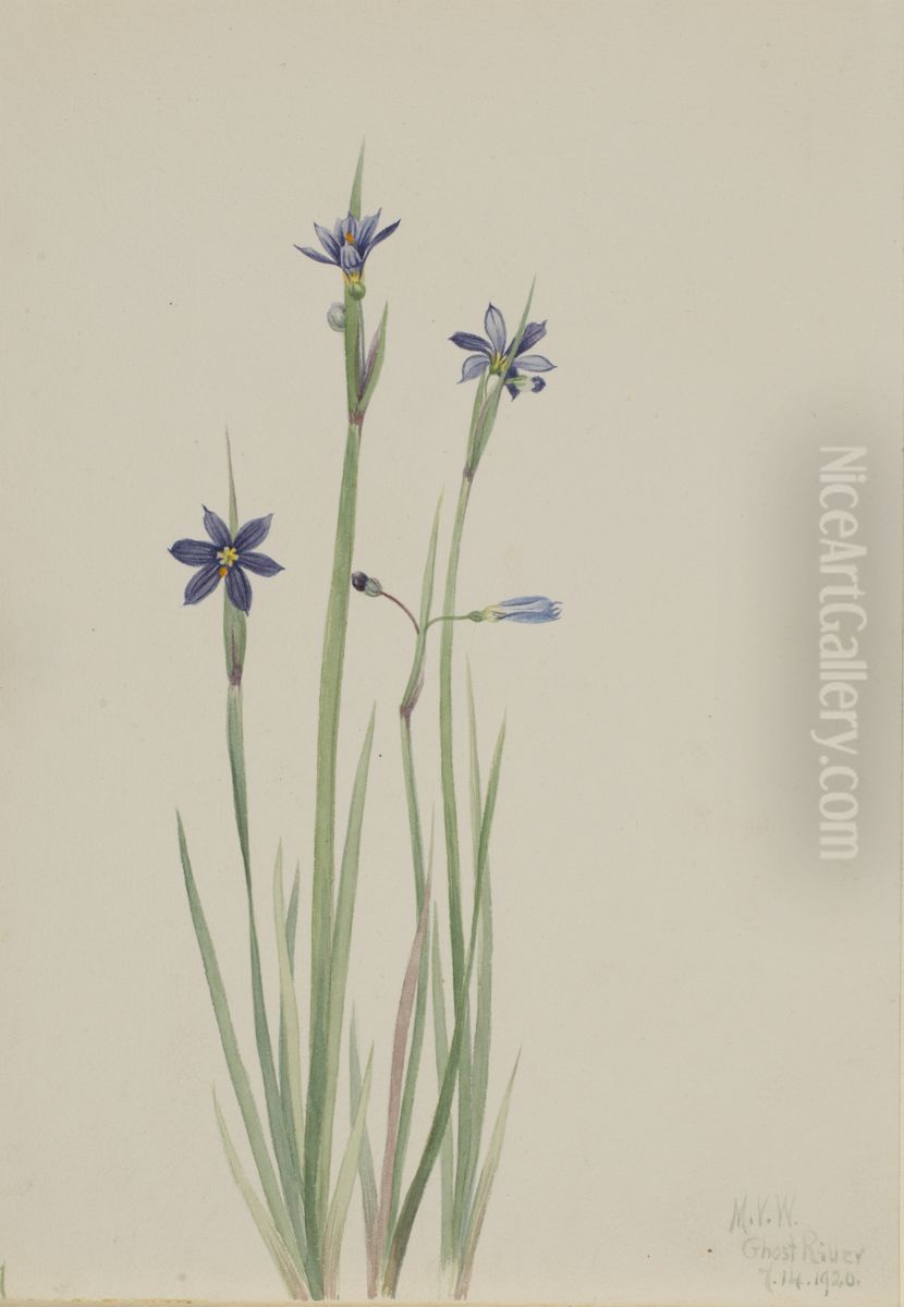 Blue-eyed-grass (Sisyrinchium angustifolium) Oil Painting by Mary Vaux Walcott