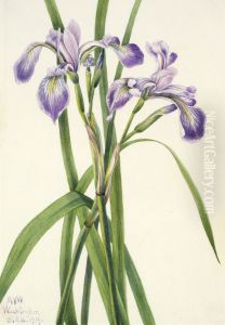Blueflag Iris (Iris versicolor)