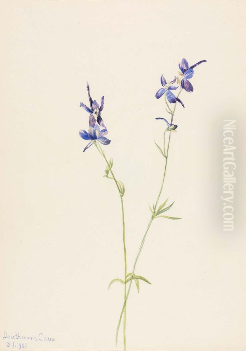 Blue Larkspur (Delphinium nuttallianum) Oil Painting by Mary Vaux Walcott