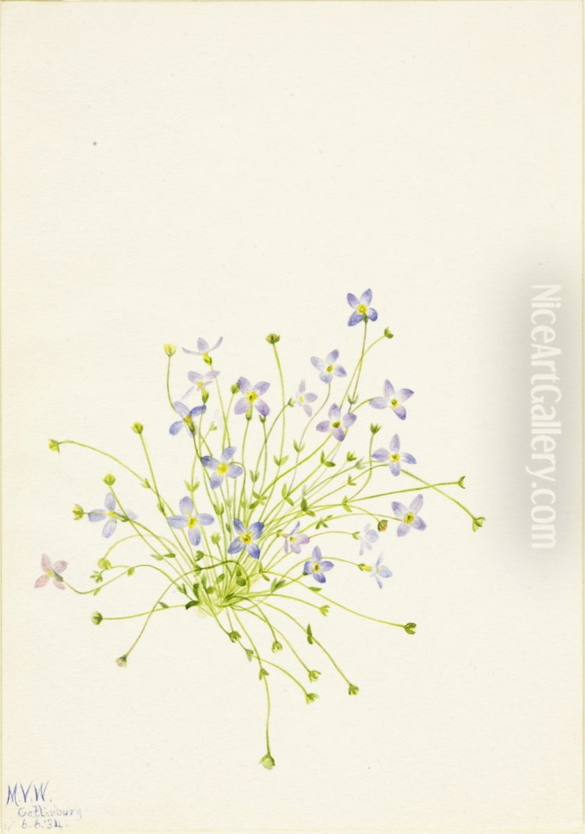 Bluets (Houstonia serpyllifolia) Oil Painting by Mary Vaux Walcott