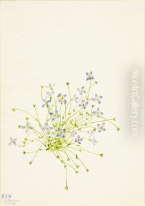 Bluets (Houstonia serpyllifolia)