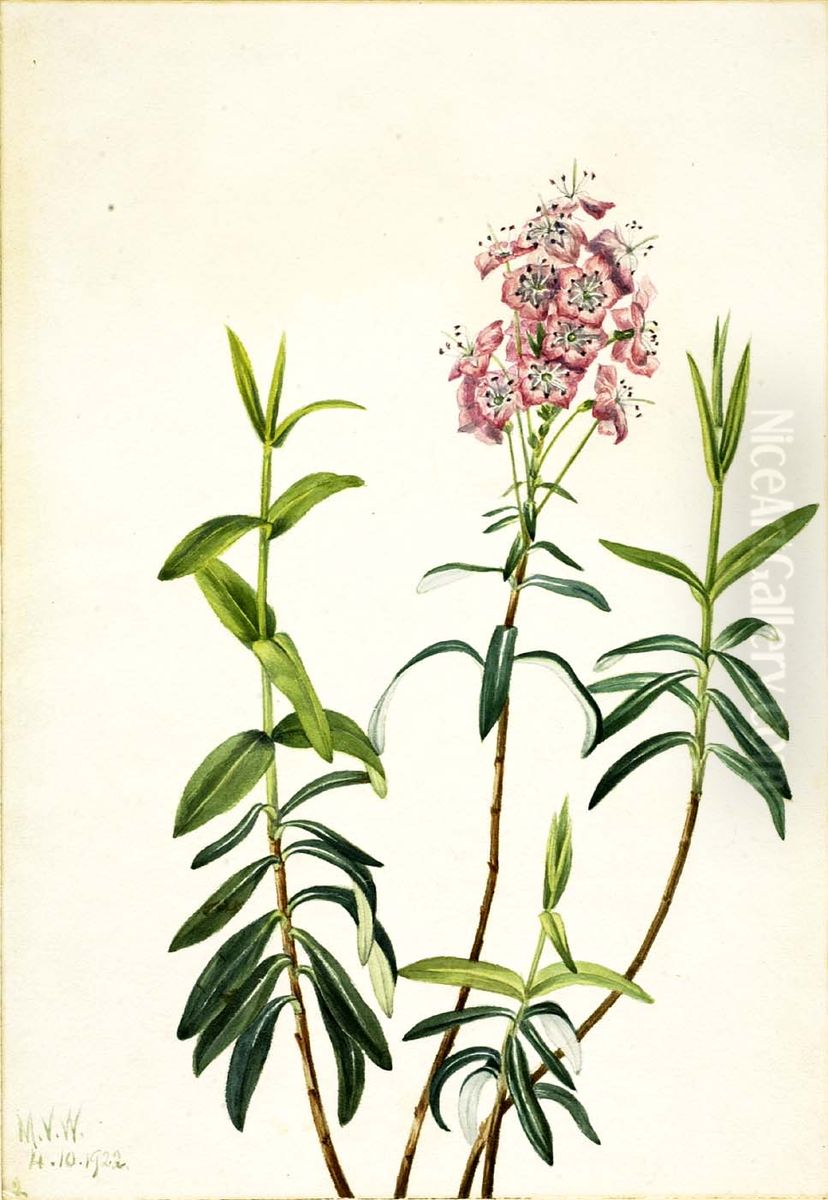 Bog Kalmia (Kalmia polifolia) Oil Painting by Mary Vaux Walcott