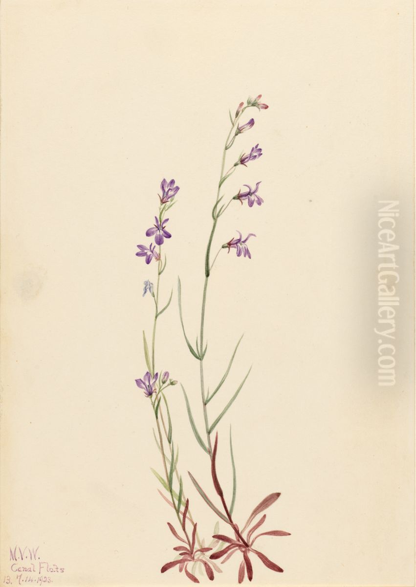 Brook Lobelia (Lobelia kalmii) Oil Painting by Mary Vaux Walcott