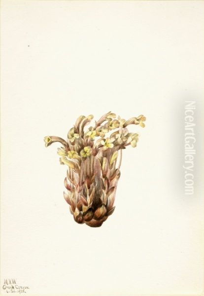 Broomrape (Orobanche fasciculata) Oil Painting by Mary Vaux Walcott