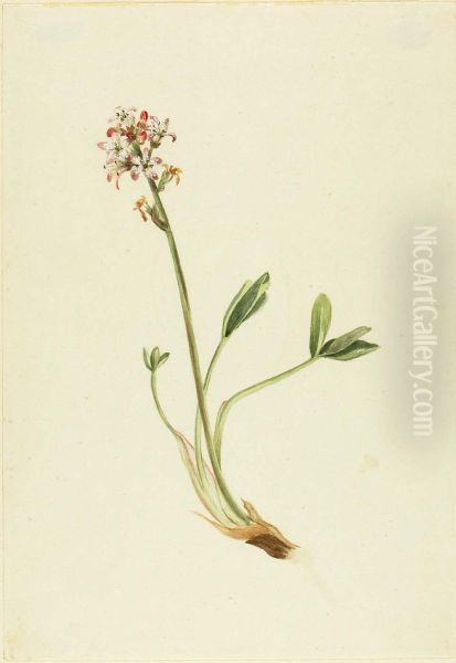 Buckbean (Menyanthes trifoliata) Oil Painting by Mary Vaux Walcott