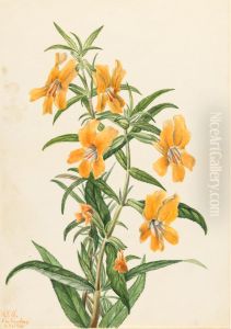 Buff Monkeyflower (Diplacus longiflorus)
