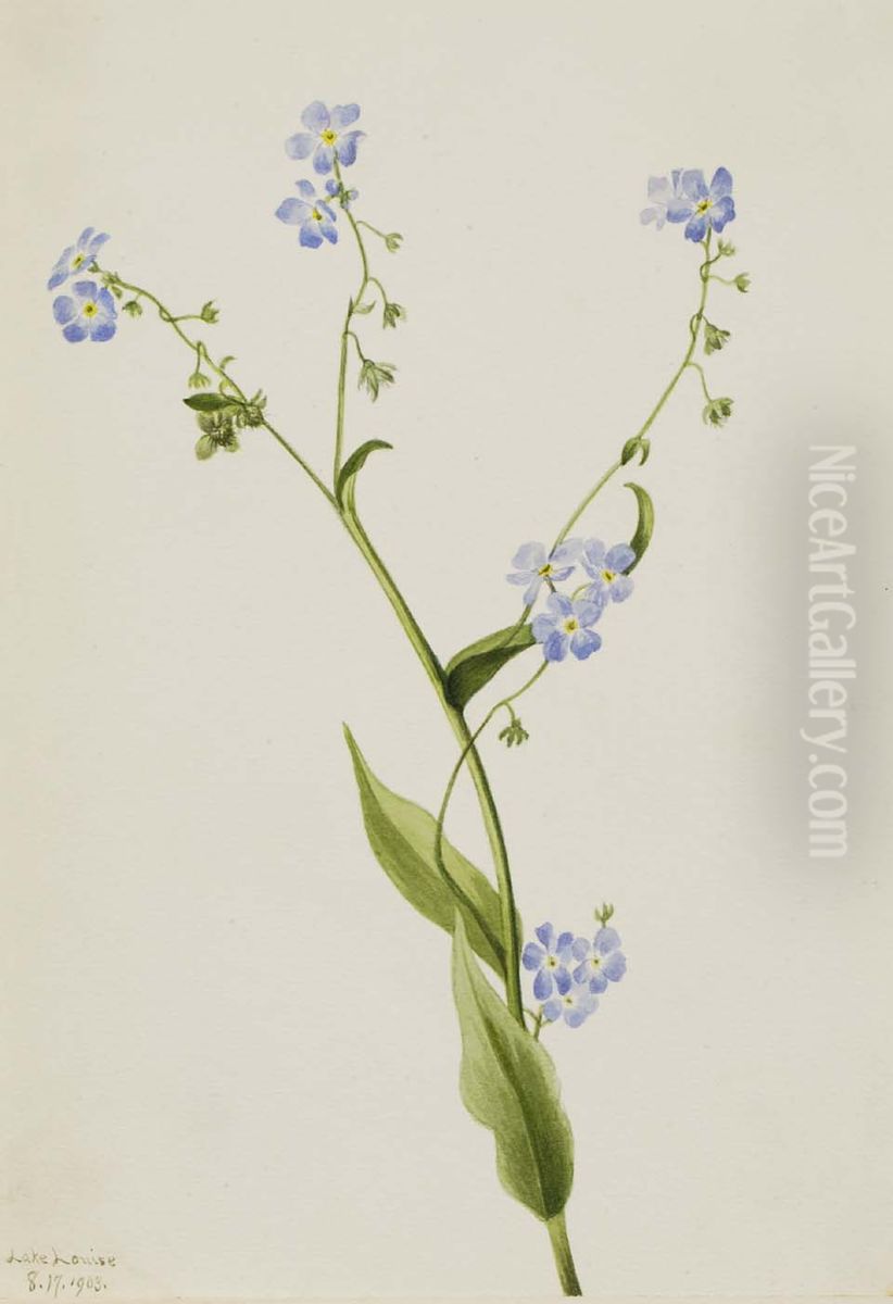Bur-forget-me-not (Lappula diffusa) Oil Painting by Mary Vaux Walcott