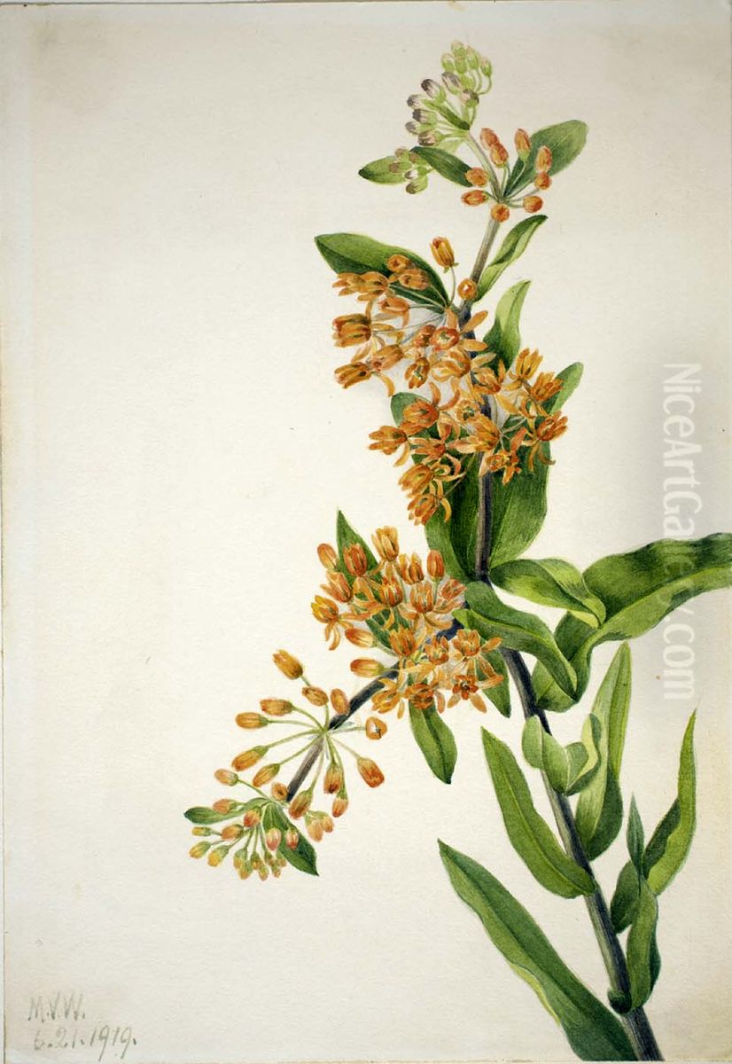 Butterfly Weed (Ascelpias tuberosa) Oil Painting by Mary Vaux Walcott