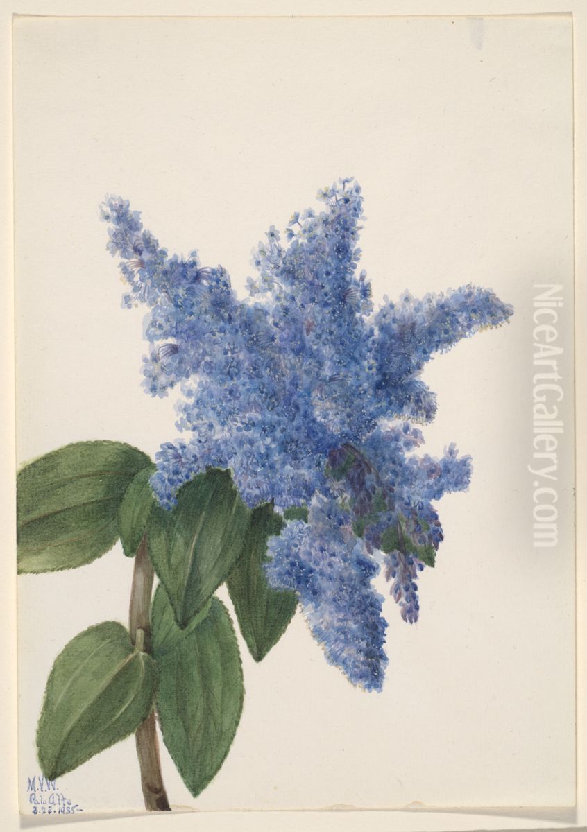 California Lilac (Ceanothus thyrsiflorus) Oil Painting by Mary Vaux Walcott