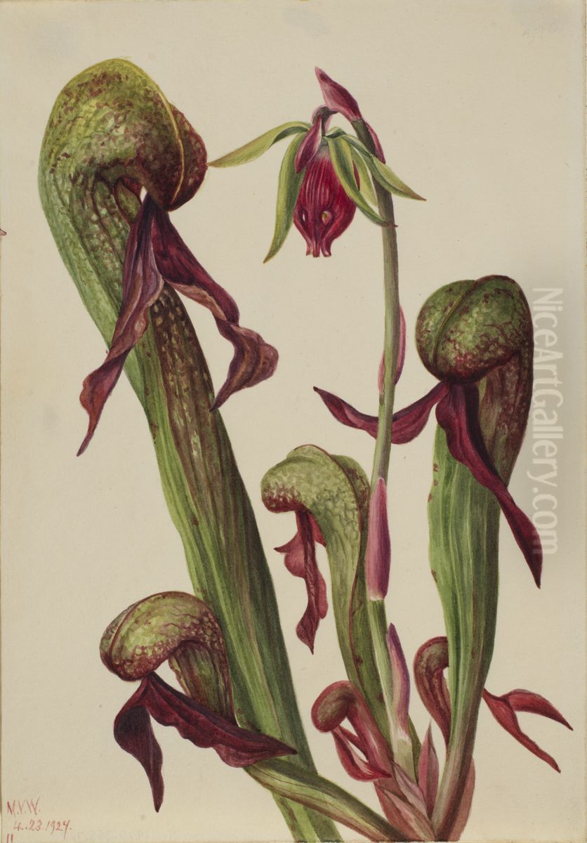 California Pitcherplant (Chrysamphora californica) Oil Painting by Mary Vaux Walcott