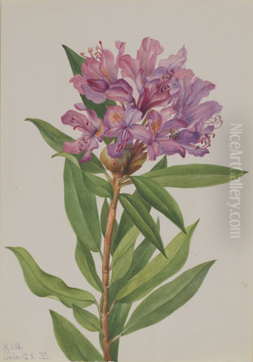 California Rose-Bay (Rhododendron californicum) Oil Painting by Mary Vaux Walcott