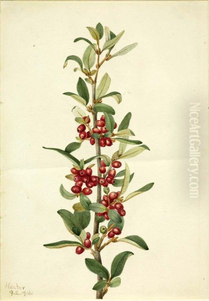 Canada Buffaloberry (Lepargyrea canadensis) Oil Painting by Mary Vaux Walcott