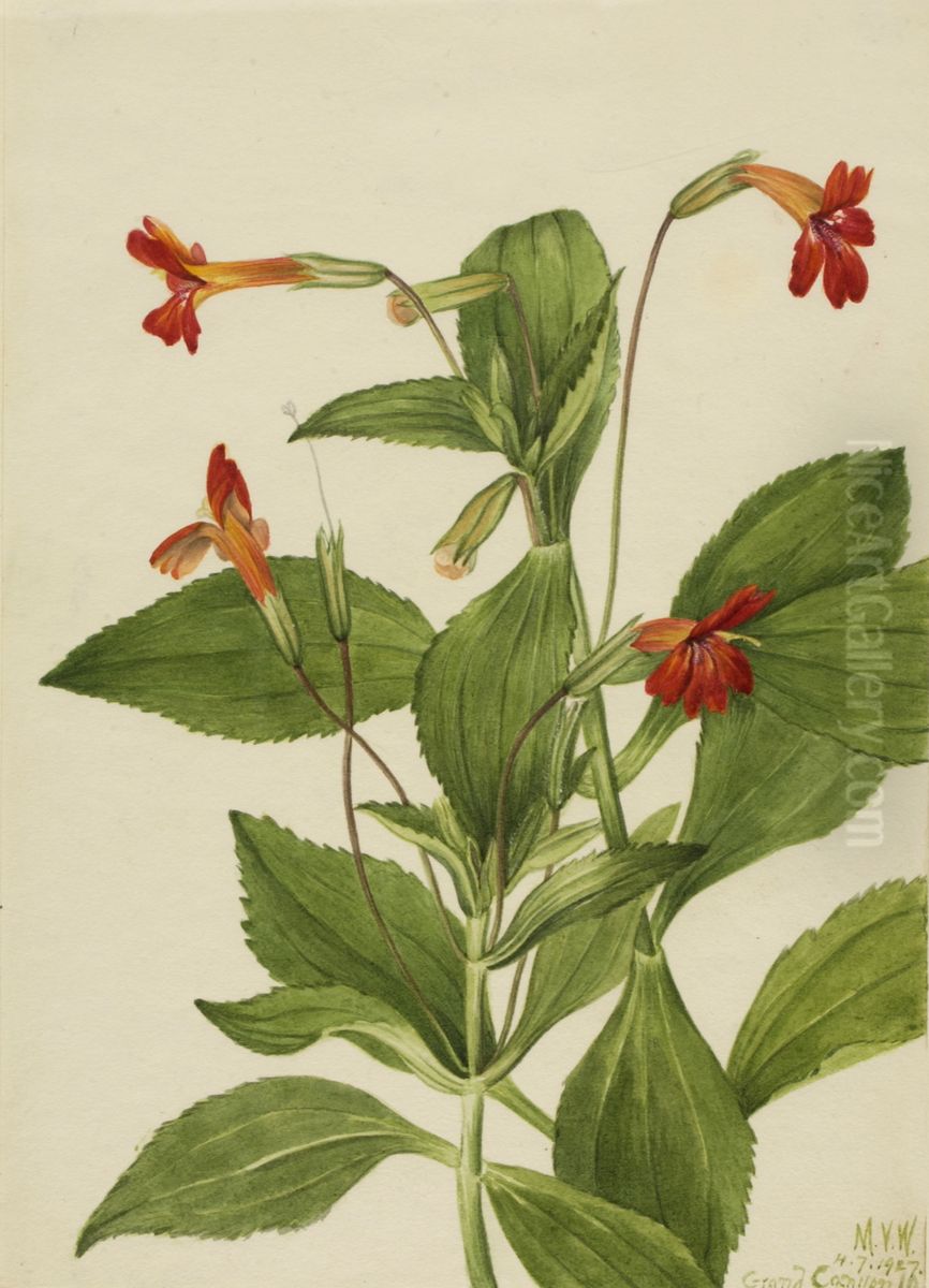Cardinal Monkey Flower (Mimulus cardinalis) Oil Painting by Mary Vaux Walcott