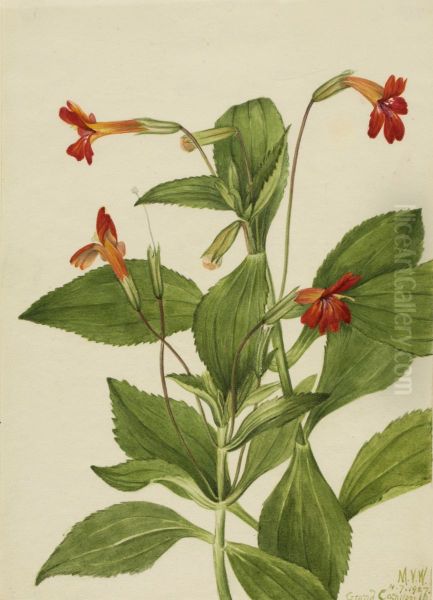 Cardinal Monkey Flower (Mimulus cardinalis) Oil Painting by Mary Vaux Walcott