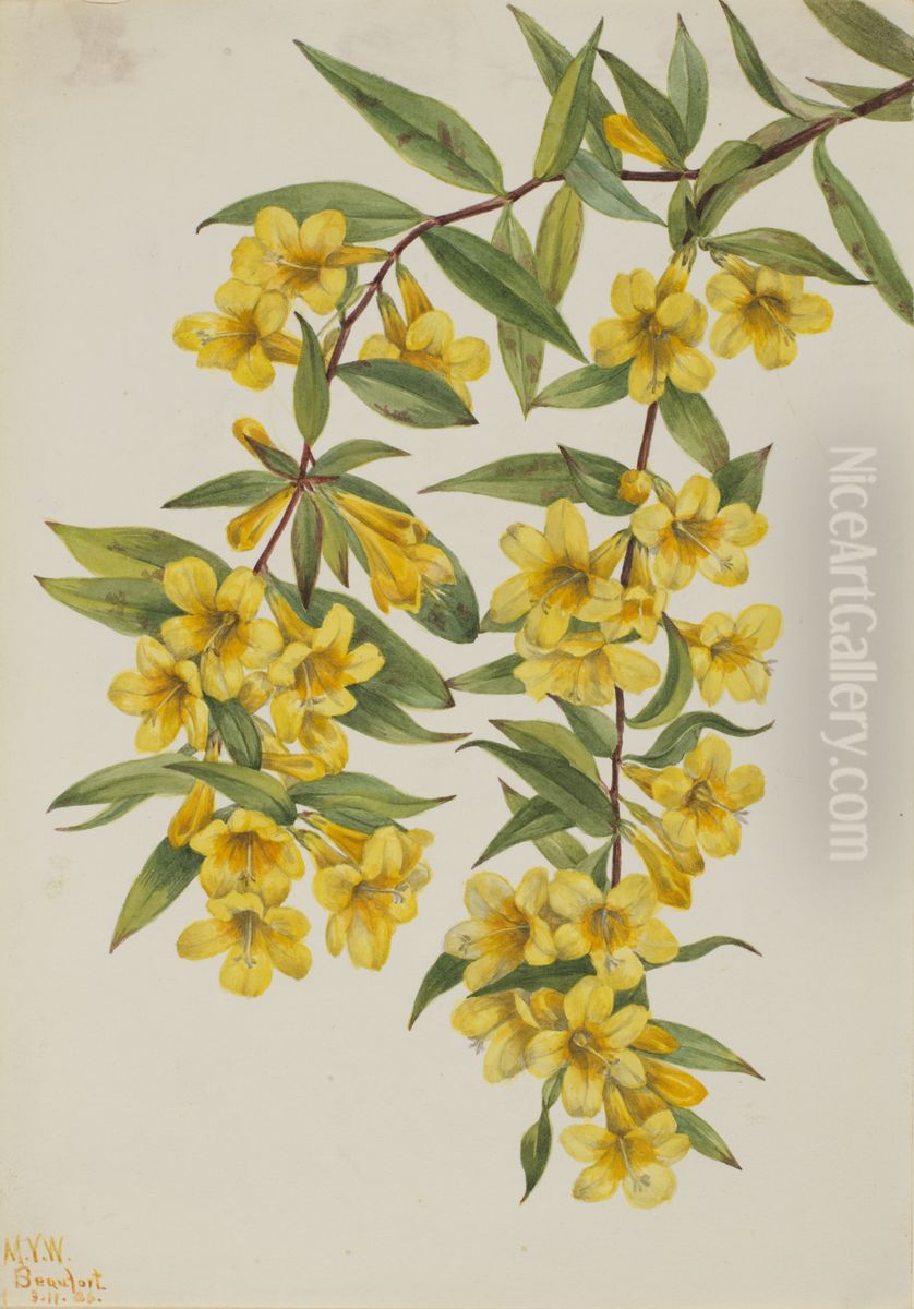 Carolina Jessamine (Gelsemium sempervirens) Oil Painting by Mary Vaux Walcott