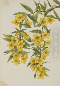 Carolina Jessamine (Gelsemium sempervirens)