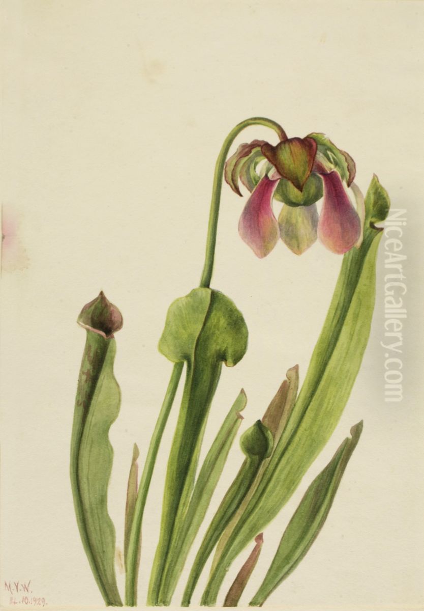 Catesby Pitcherplant (Sarracenia catesaei) Oil Painting by Mary Vaux Walcott